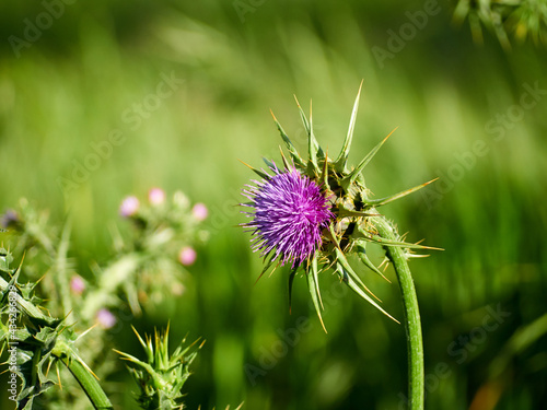 Purple flower of the burgundy thistle, Onopordum acanthium. Detail of flower, spikes and petals.