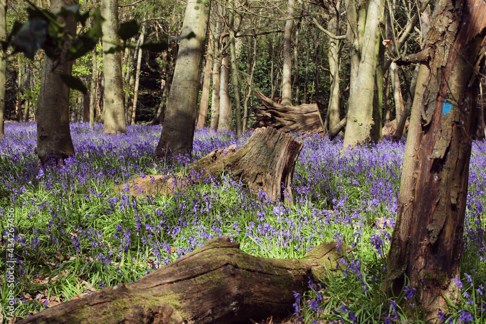 Native wild bluebells in woodland on a spring day in England Native wild bluebells in woodland on a spring day in England