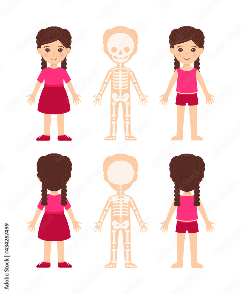Cartoon illustration with baby skeleton on white background for medical design.Child in a beautiful pink dress.The girl and the human skeletal system. Front and back view. Flat color style. Vector Cartoon illustration with baby skeleton on white background for medical design.Child in a beautiful pink dress.The girl and the human skeletal system. Front and back view. Flat color style. Vector