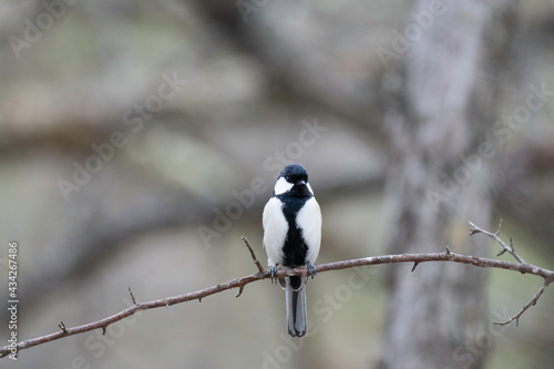 Front face of great tit