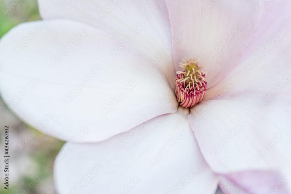 Blooming magnolia. Joyful blue and pink spring background with a flowering magnolia tree. Natural background concept. Pink magnolia branch. Magnolia flowers background close up. Blooming magnolia. Joyful blue and pink spring background with a flowering magnolia tree. Natural background concept. Pink magnolia branch. Magnolia flowers background close up.