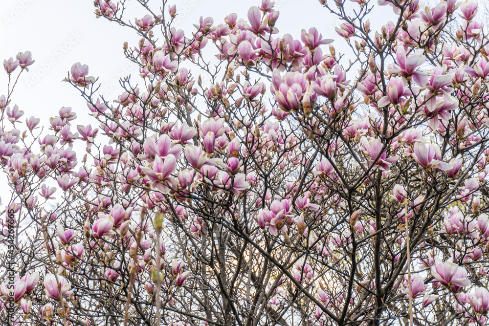 Natural background concept. Pink magnolia branch. Magnolia tree blossom. Blossom magnolia branch against nature background. Magnolia flowers in spring time. Natural background concept. Pink magnolia branch. Magnolia tree blossom. Blossom magnolia branch against nature background. Magnolia flowers in spring time.