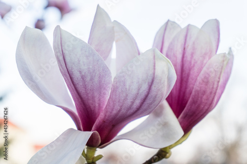 Magnolia flowers. Magnolia flowers background close up. Tender bloom. Floral backdrop. Botanical garden concept. Aroma and fragrance. Spring season. Botany and gardening. Branch of magnolia. © Ivanna