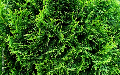 Green branches of thuja. Bright green shade. Summer colors