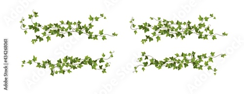 Ivy plant branch cartoon vector illustration. Climbing vine.	