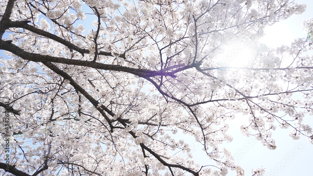 cherry blossom cherry blossom