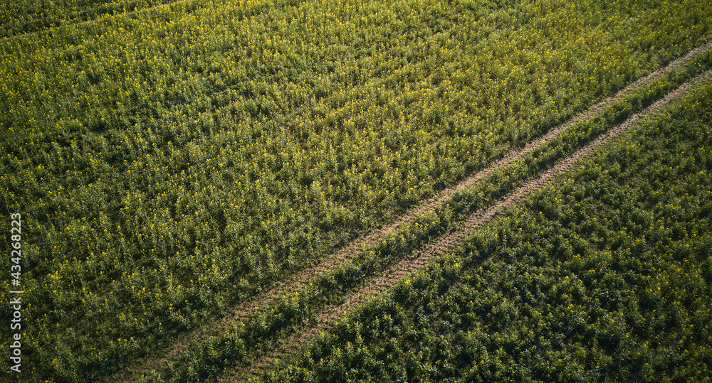 Aerial view of fresh rapeseed (Brassica napus) agricultural fields. Top down view from above, tractor tracks in perfect geometric lines.
Aerial view of fresh rapeseed (Brassica napus) agricultural fields. Top down view from above, tractor tracks in perfect geometric lines.