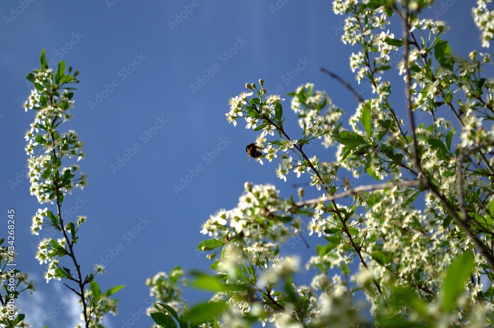 Branches of a blooming cherry tree on a blue sky background. A bumblebee is sitting on a branch. White cherry blossoms. The tree is in bloom. Branches of a blooming cherry tree on a blue sky background. A bumblebee is sitting on a branch. White cherry blossoms. The tree is in bloom.