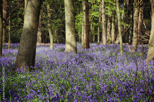 Native wild bluebells in woodland on a spring day in England