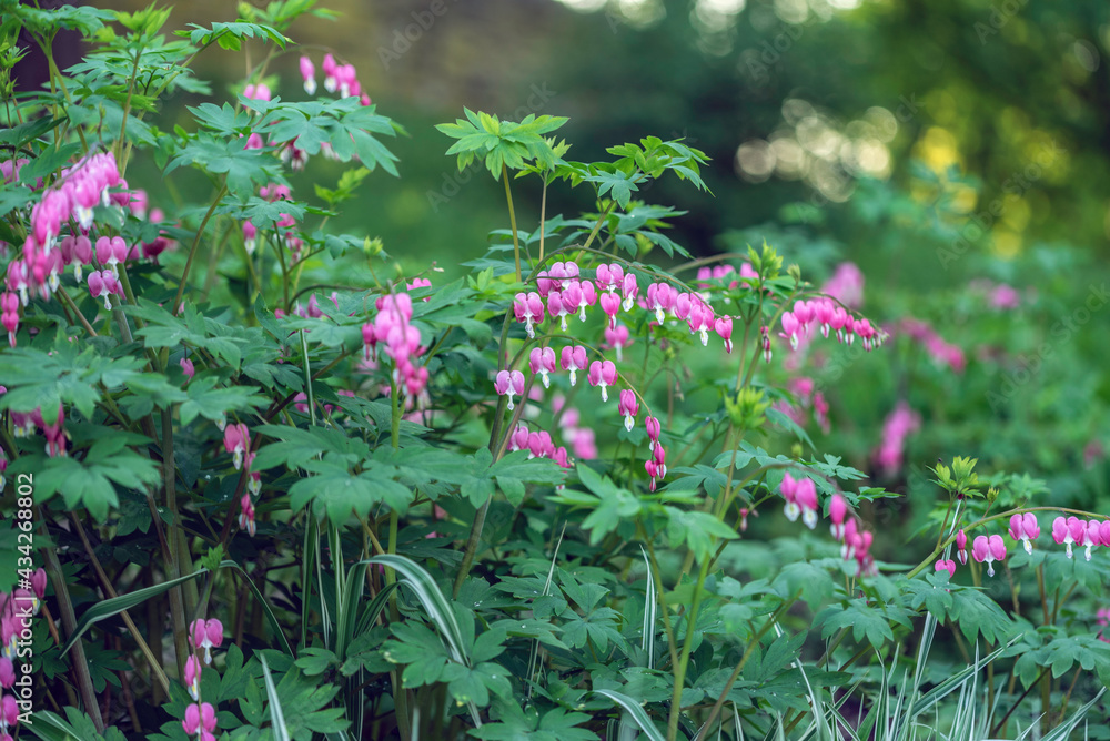 Bushes with heart shaped flowers named 