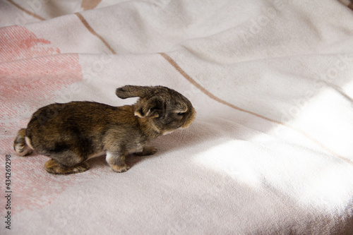 Little newborn bunny