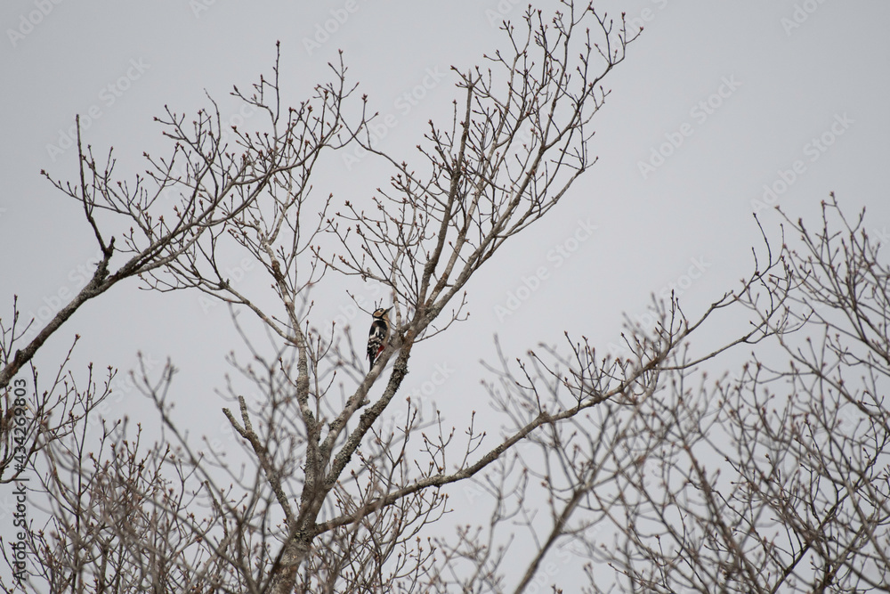 Great spotted woodpecker on a branch Great spotted woodpecker on a branch
