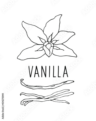 Vanilla. Vanilla flower and pods. Hand drawn vector illustration on a white background.