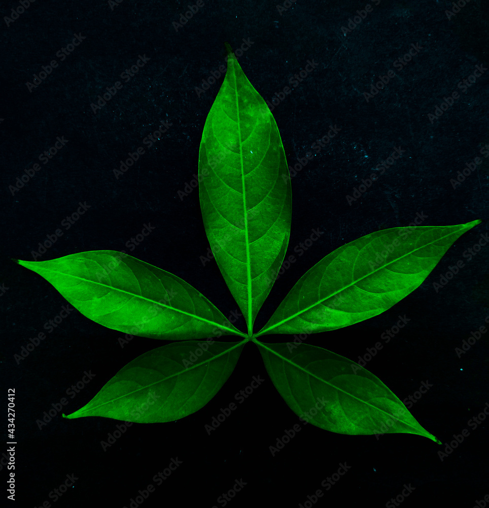 green leaves on black background green leaves on black background