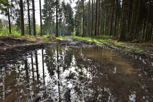 reflection of a fir forest in a puddle