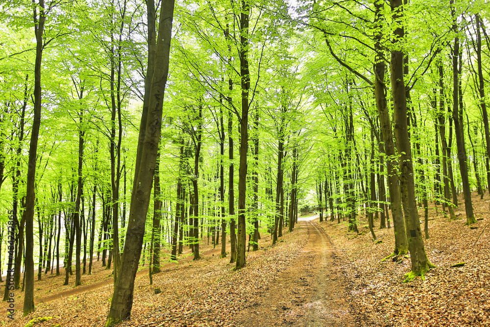 Fototapeta premium a beech forest in spring