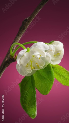 Plum Tree Branch with Blooming Flowers Buds on a Purple Background Time Lapse. Plum Blossom in Spring Background. Vertical Video Cropping 9:16 4K UHD for Smartphone Splash Screen photo