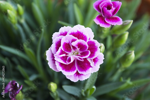 Carnation flower variety, in pink color © gemaibarra