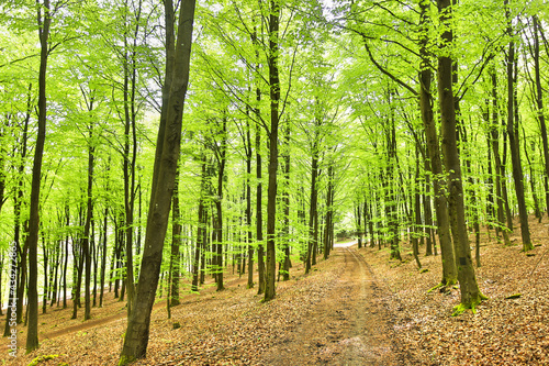 a beech forest in spring © Tobias Arhelger