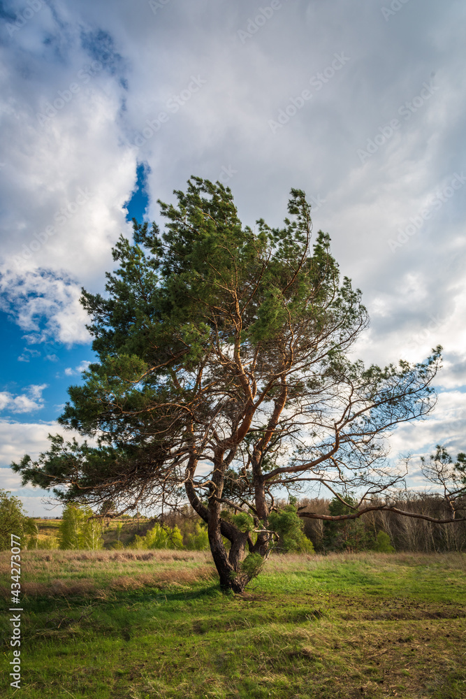 Obraz premium Lone pine tree in the steppe 