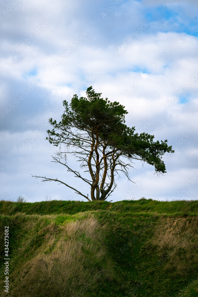 Lone pine tree in the steppe Lone pine tree in the steppe