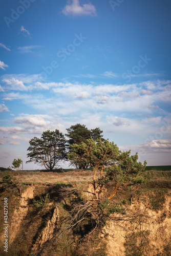 Pine trees on the hillside