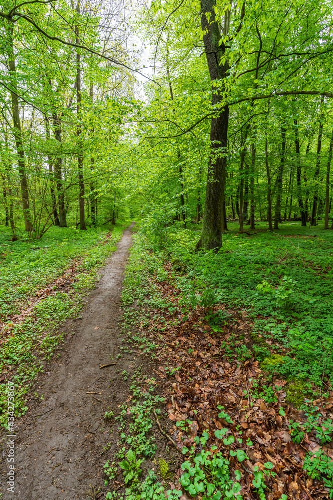Path through a green forest in Germany Path through a green forest in Germany
