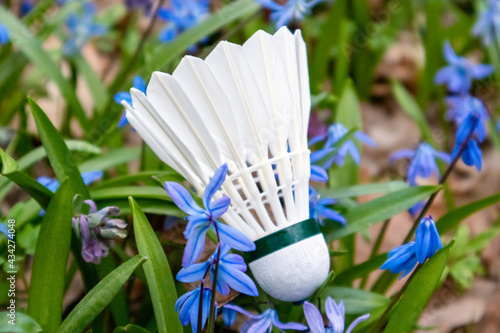 Badminton white feather shuttlecock close-up in spring blue scilla flowers lawn. Play sports activity outdoors on fresh air.