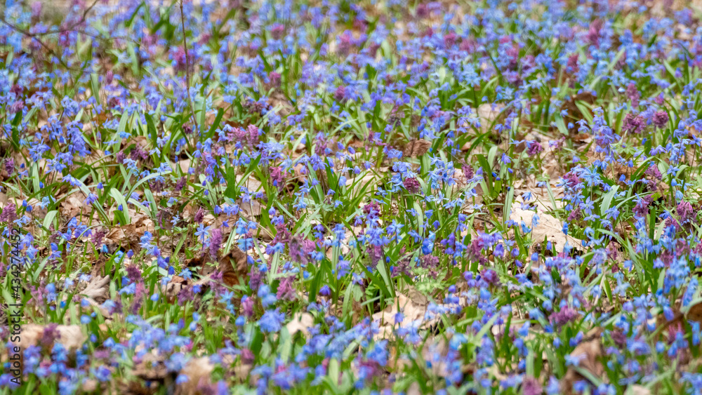 Blooming lawn with many pretty Scilla bifolia or two-leaf squill and Corydalis cava in wild sunny forest. Spring flowers details with selective focus blur