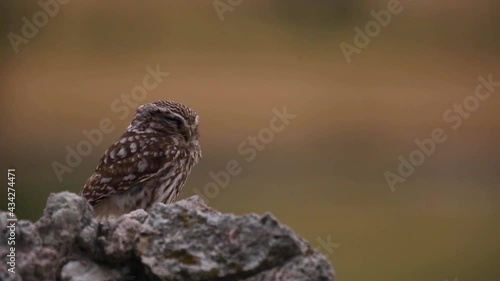 Little owl (Athene noctua) in Montgai, Lleida, Catalonia, Spain photo