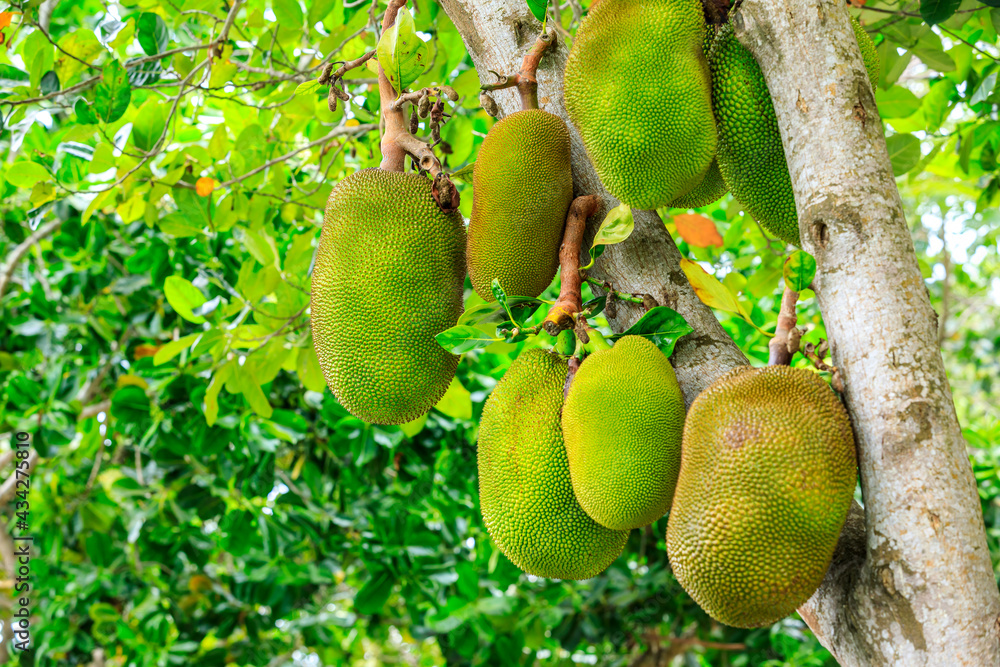 Delicious jackfruit fruit grows on the tree. Delicious jackfruit fruit grows on the tree.