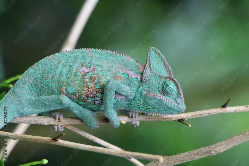 Veiled Chameleon on plant against green background, Veiled chameleon (Chamaeleo calyptratus) resting on a branch in its habitat
Veiled Chameleon on plant against green background, Veiled chameleon (Chamaeleo calyptratus) resting on a branch in its habitat