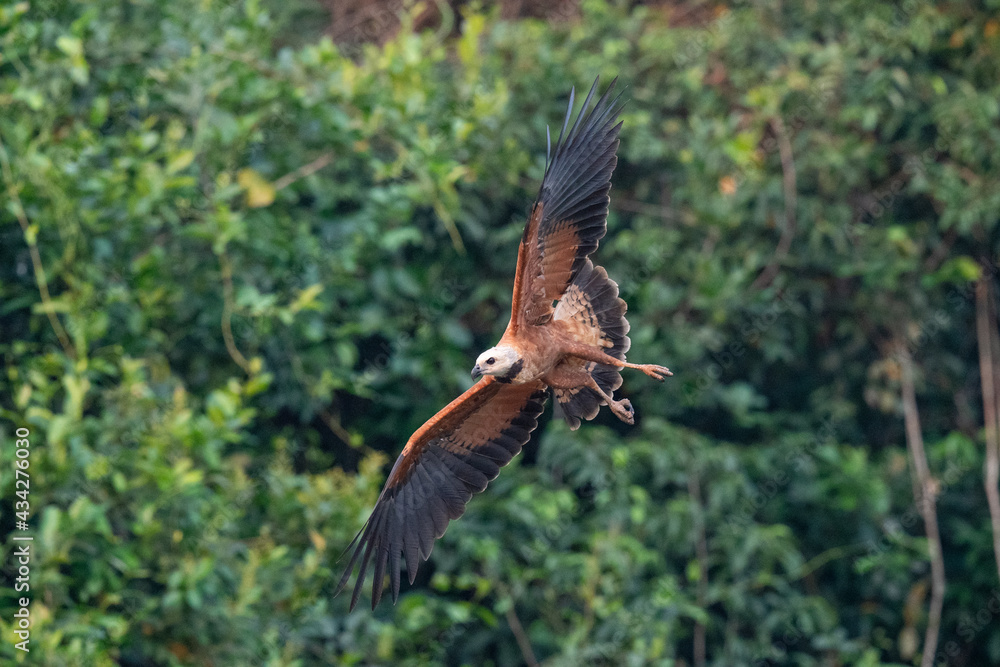 Black-collared Hawk (Busarellus nigricollis) Black-collared Hawk (Busarellus nigricollis)
