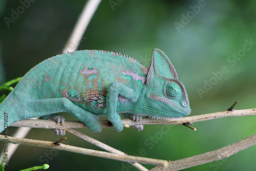 Veiled Chameleon on plant against green background, Veiled chameleon (Chamaeleo calyptratus) resting on a branch in its habitat 