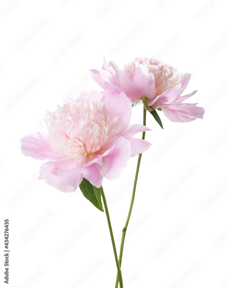 Two light pink Peonies isolated on white background. Selective focus Two light pink Peonies isolated on white background. Selective focus