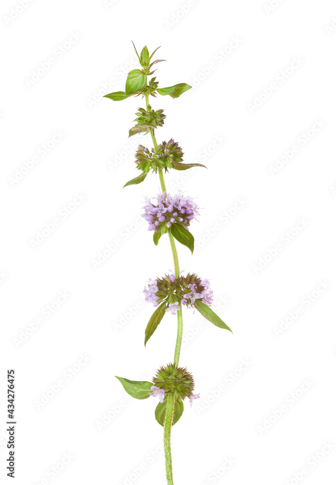 Sprig of Mentha arvensis (Field Mint or Wild Mint) with tiny flowers isolated on white background. Selective focus.