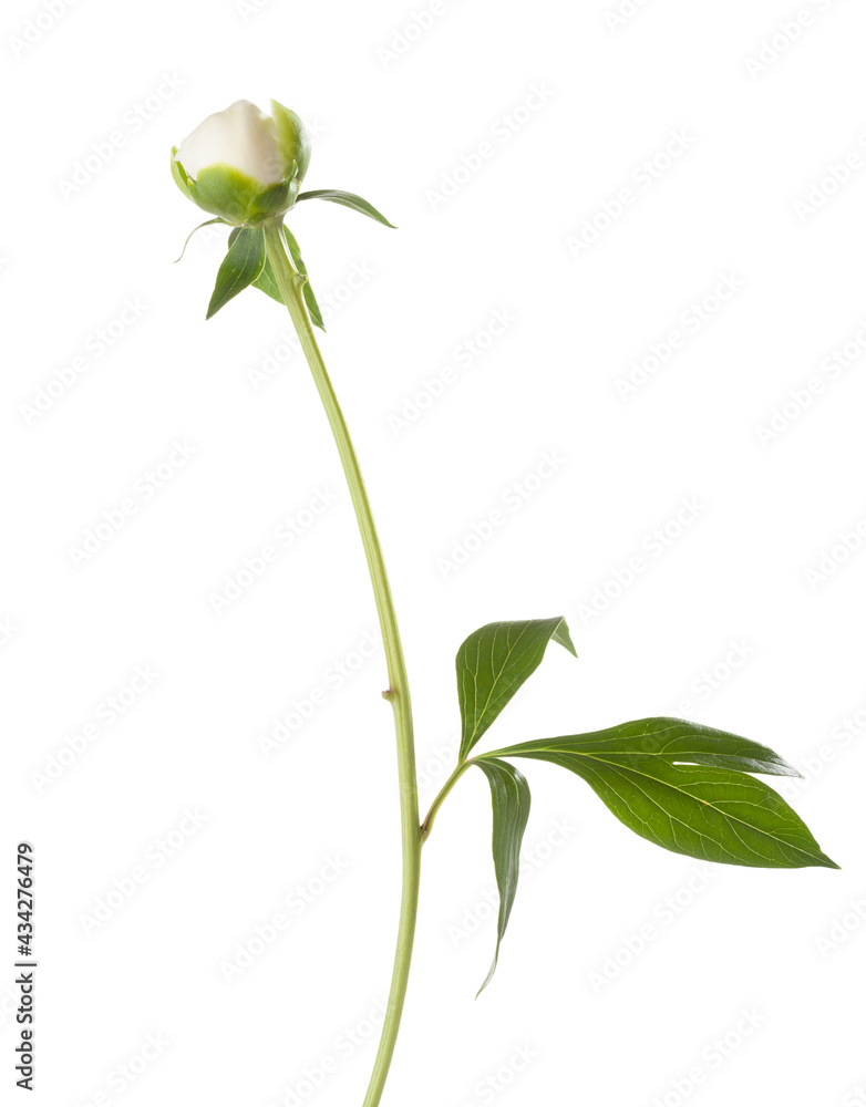 Closed bud of white Peony isolated on white background.