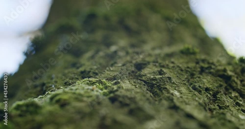 Low angle macro shot of tree with a very rough bark. Green dosh growing on the tree. Handheld close up shot with shallow depth of field.