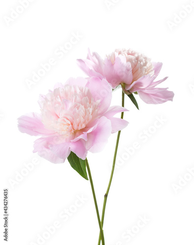 Two light pink Peonies isolated on white background. Selective focus
