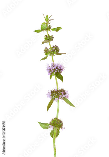 Obraz na płótnie Sprig of Mentha arvensis (Field Mint or Wild Mint) with tiny flowers isolated on white background. Selective focus. w salonie