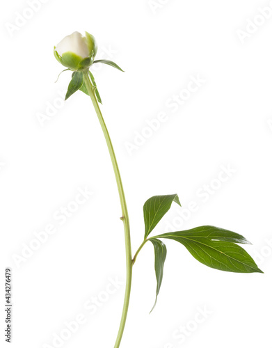 Obraz na płótnie Closed bud of white Peony isolated on white background. w salonie