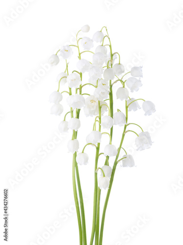  Five flowers of  Lily of the Valley isolated on white background.