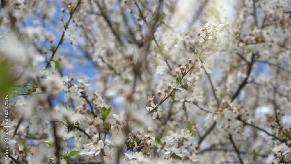Spring bloom. Spectacular flowers. springtime Spring bloom. Spectacular flowers. springtime