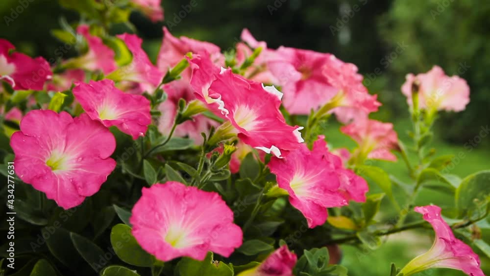 Closeup view of a blooming pink petunia. Sunny morning Closeup view of a blooming pink petunia. Sunny morning