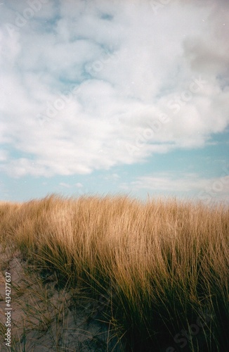 grass on the beach