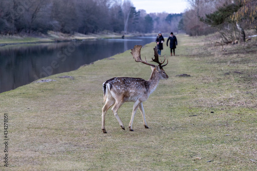 Fallow deer walking amongst people in Amsterdams waterleidingduinen Holland photo