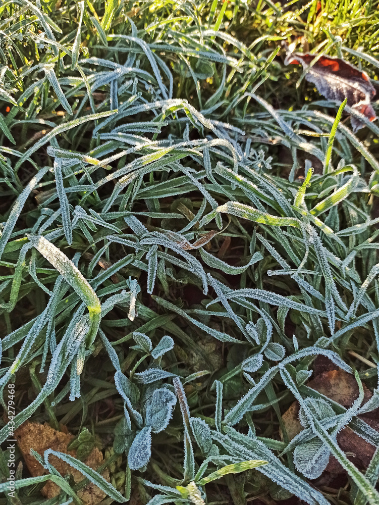 Leaves of grass are autumn in hoarfrost after frost. Leaves of grass are autumn in hoarfrost after frost.