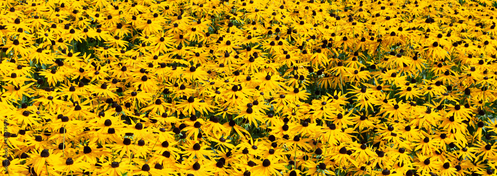 Field of yellow flowers of orange coneflower also called rudbeckia Field of yellow flowers of orange coneflower also called rudbeckia
