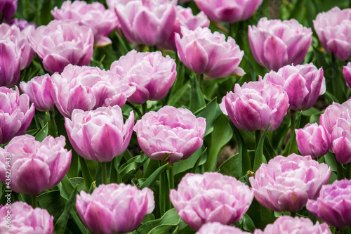 Pink double tulips after the rain. Close-up.