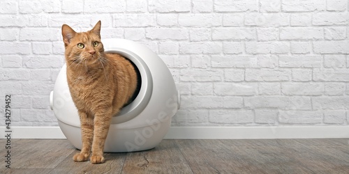 Ginger cat going out of a self-cleaning Litter box. Panramic image with copy space.